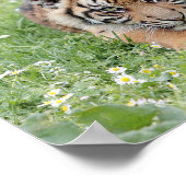 Foto Tiger, Tiere 0300. Poster (Ecke)