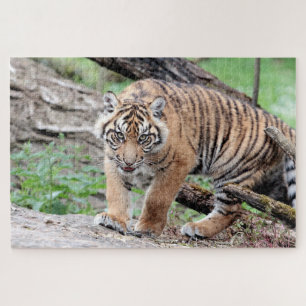 Foto Tiger, Tiere 0310. Puzzle