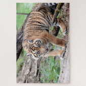 Foto Tiger, Tiere 0310. Puzzle (Vertikal)
