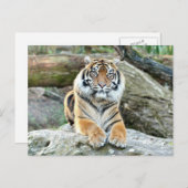 Foto Tiger , Tiere auf der Postkarte (Vorne/Hinten)