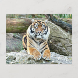 Foto Tiger , Tiere auf der Postkarte