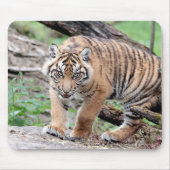 Foto Tigerkatzen Mousepad (Vorne)