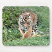 Foto Tigerkatzen Mousepad (Vorne)