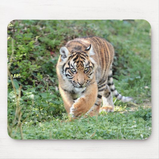 Foto Tigerkatzen Mousepad (Vorne)