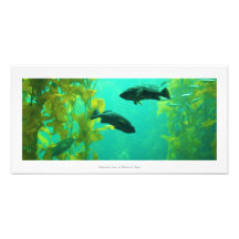 Foto "Underwater Oasis"