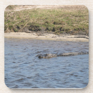 Foto von amerikanischem Alligator in freier Wildba Untersetzer