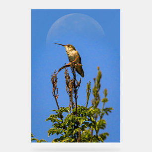 Foto von Annas Kolibri vor Vollmond Acrylschild