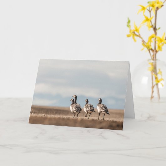 Foto von Barnacle Gänse Karte (Gelbe Blume)