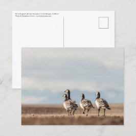 Foto von Barnacle Gänse Postkarte