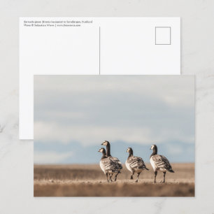 Foto von Barnacle Gänse Postkarte