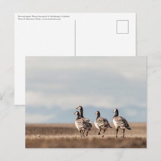 Foto von Barnacle Gänse Postkarte (Vorne/Hinten)