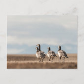Foto von Barnacle Gänse Postkarte (Vorderseite)