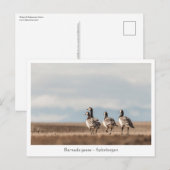 Foto von Barnacle Gänse Postkarte (Vorne/Hinten)