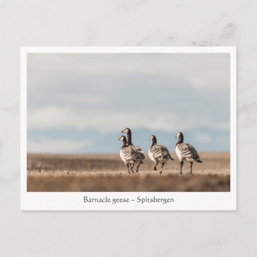 Foto von Barnacle Gänse Postkarte (Vorderseite)