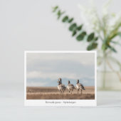 Foto von Barnacle Gänse Postkarte (Stehend Vorderseite)