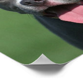Foto von Blue Pitbull Puppy Poster (Ecke)