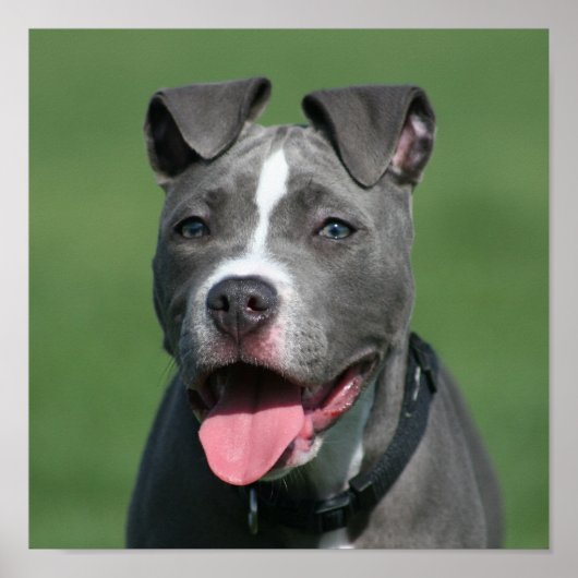 Foto von Blue Pitbull Puppy Poster (Vorne)