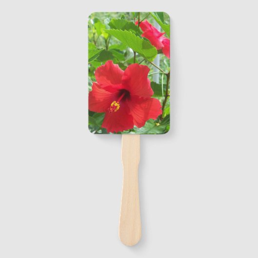 Foto von Blume aus tropischem Hibiskus auf einem Fächer (Vorderseite)