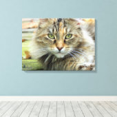 Foto von braunen, langhaarigen Barnkatzen Wrapped Leinwanddruck (Insitu (Holzboden))