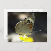 Foto von Buckeye Butterfly on Yellow a Blume Postkarte (Vorne/Hinten)
