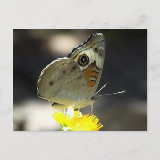 Foto von Buckeye Butterfly on Yellow a Blume Postkarte (Vorderseite)