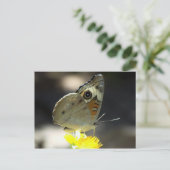 Foto von Buckeye Butterfly on Yellow a Blume Postkarte (Stehend Vorderseite)