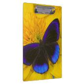 Foto von Butterfly Klemmbrett (Rechts)