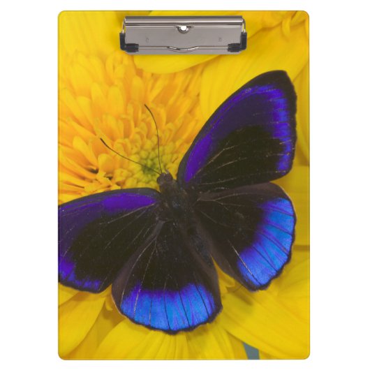 Foto von Butterfly Klemmbrett (Vorderseite)