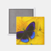 Foto von Butterfly Magnet (Vorderseite/Rückseite)