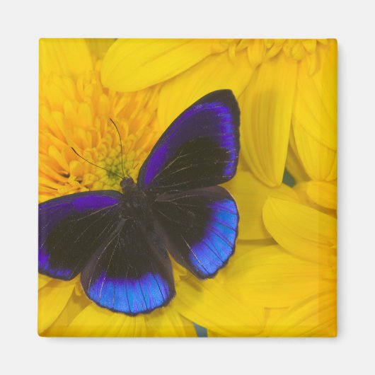 Foto von Butterfly Magnet (Vorne)