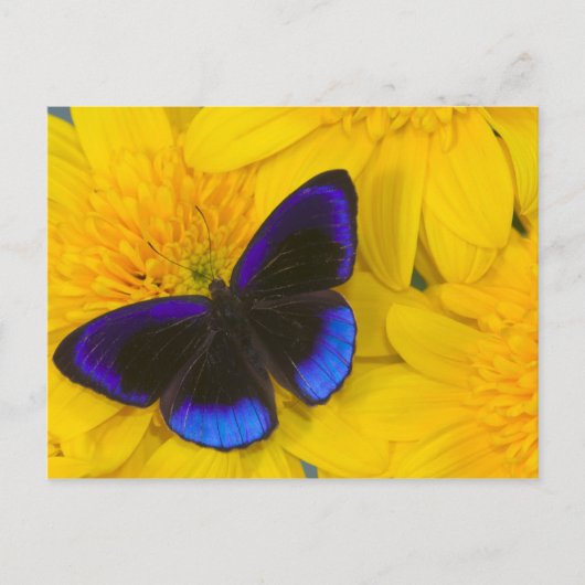 Foto von Butterfly Postkarte (Vorderseite)