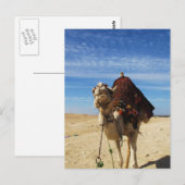 Foto von Camel in Ägypten Postkarte (Vorne/Hinten)
