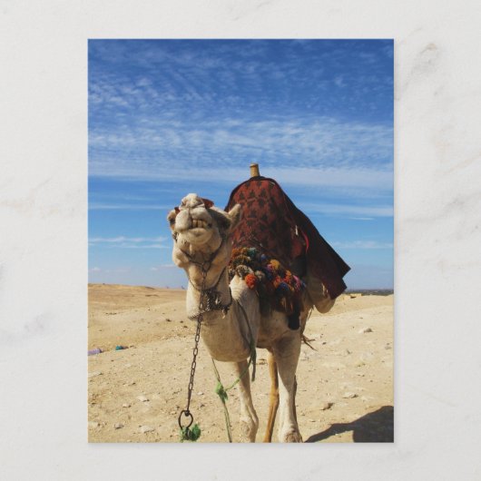 Foto von Camel in Ägypten Postkarte (Vorderseite)