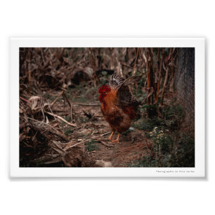 Foto von Coq - Uekani - 17,7 x12,7 cm