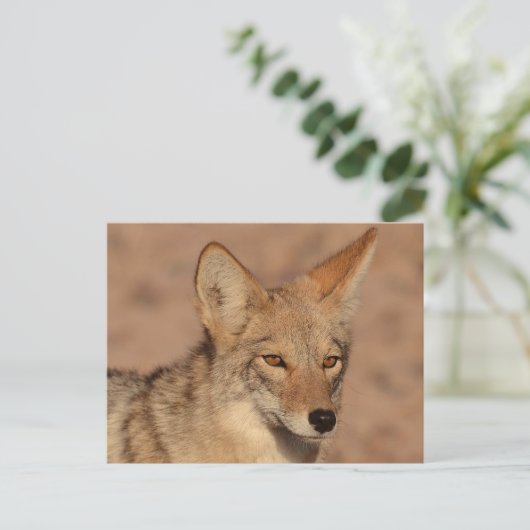 Foto von Coyote in Nevada Postkarte (Stehend Vorderseite)