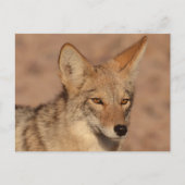 Foto von Coyote in Nevada Postkarte (Vorderseite)