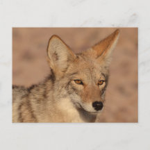 Foto von Coyote in Nevada