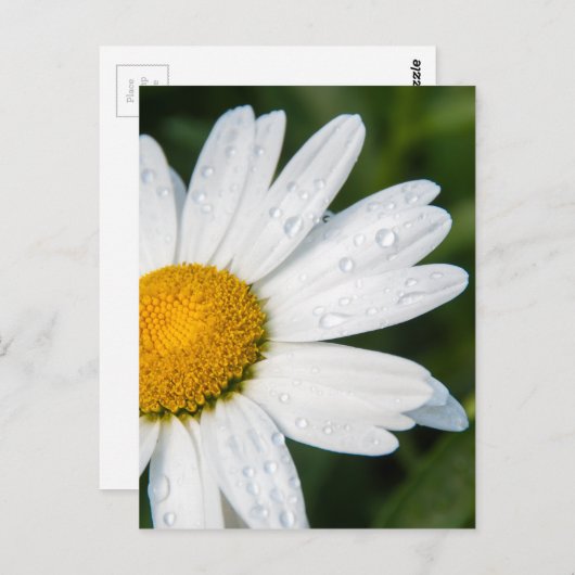 Foto von einer Marguerrilla, grün Postkarte (Vorne/Hinten)