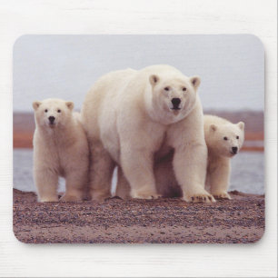 Foto von Eisbär-Mutter und Jungen Mousepad