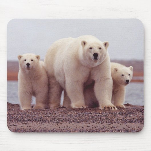 Foto von Eisbär-Mutter und Jungen Mousepad (Vorne)