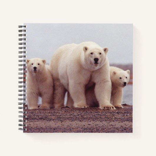 Foto von Eisbär-Mutter und Jungen Notizblock (Vorderseite)