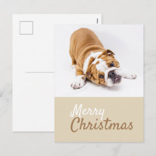Foto von English Bulldog Welpe Weihnachten Custom