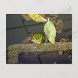 Foto von Froschbeobachtung Postkarte