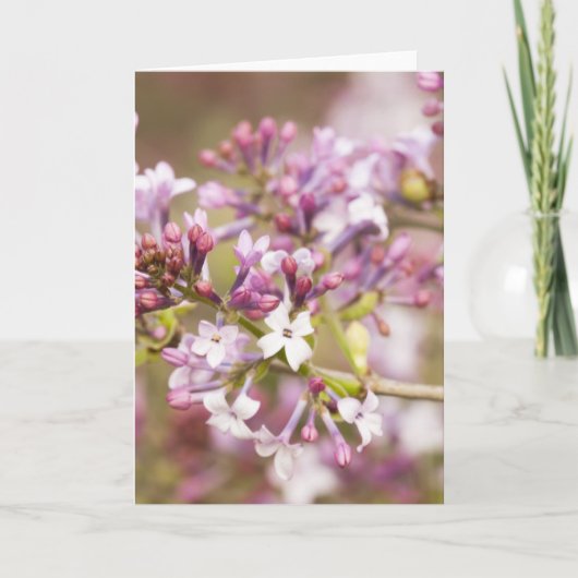 Foto von Frühlingsblüten von Lilac Karte (Vorderseite)