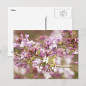 Foto von Frühlingsblüten von Lilac Postkarte (Vorne/Hinten)