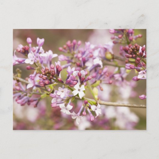 Foto von Frühlingsblüten von Lilac Postkarte (Vorderseite)