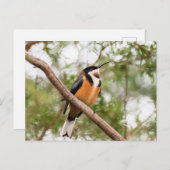 Foto von Hummingbird Postkarte (Vorne/Hinten)