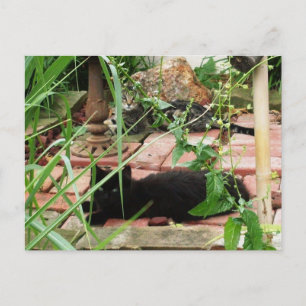 Foto von Katzen auf einem Backsteinpflaster Postkarte