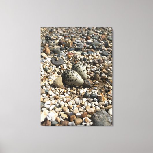 Foto von Killdeer Nest & Eggs auf der Leinwand (Vorderseite)
