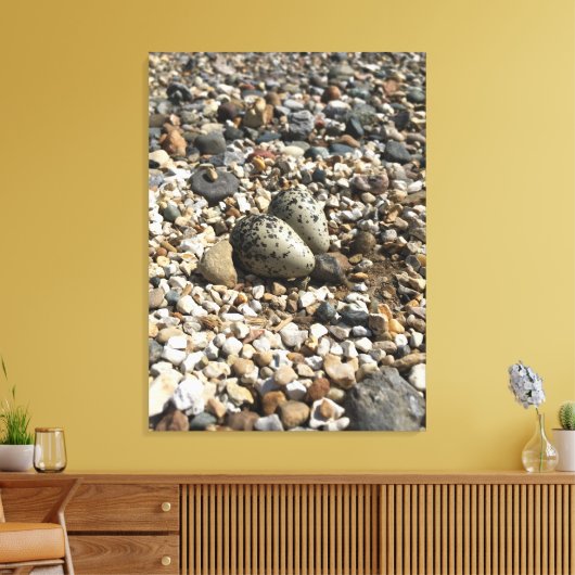 Foto von Killdeer Nest & Eggs auf der Leinwand (Insitu (Wohnzimmer))